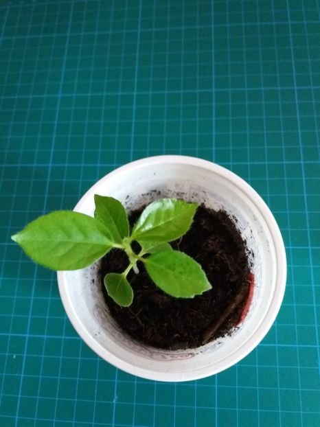  - Portocaliu-din samanta