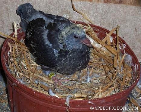 19_Day_Old_baby_racing_pigeon - evolutia unui pui de voiajor in 31 zile