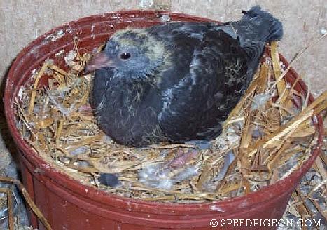 20_Day_Old_baby_racing_pigeon