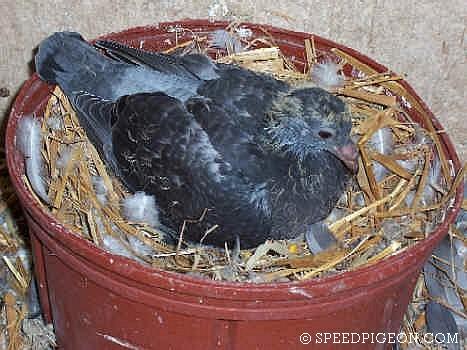 21_Day_Old_baby_racing_pigeon - evolutia unui pui de voiajor in 31 zile