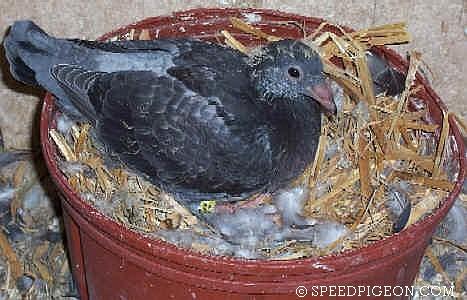 22_Day_Old_baby_racing_pigeon