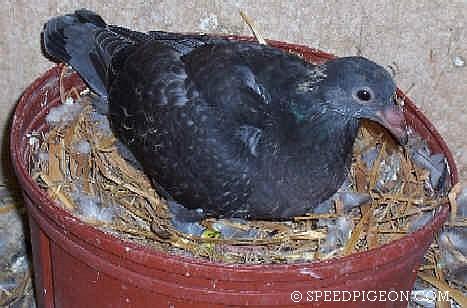 23_Day_Old_baby_racing_pigeon - evolutia unui pui de voiajor in 31 zile