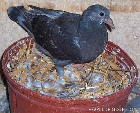 24_Day_Old_baby_racing_pigeon - evolutia unui pui de voiajor in 31 zile