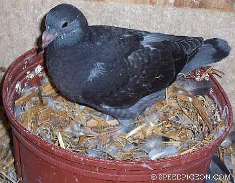 26_Day_Old_baby_racing_pigeon - evolutia unui pui de voiajor in 31 zile