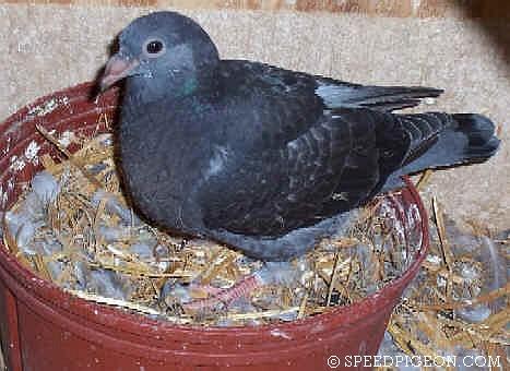 27_Day_Old_baby_racing_pigeon - evolutia unui pui de voiajor in 31 zile