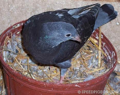 28_Day_Old_baby_racing_pigeon