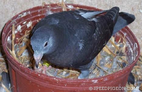 29_Day_Old_baby_racing_pigeon