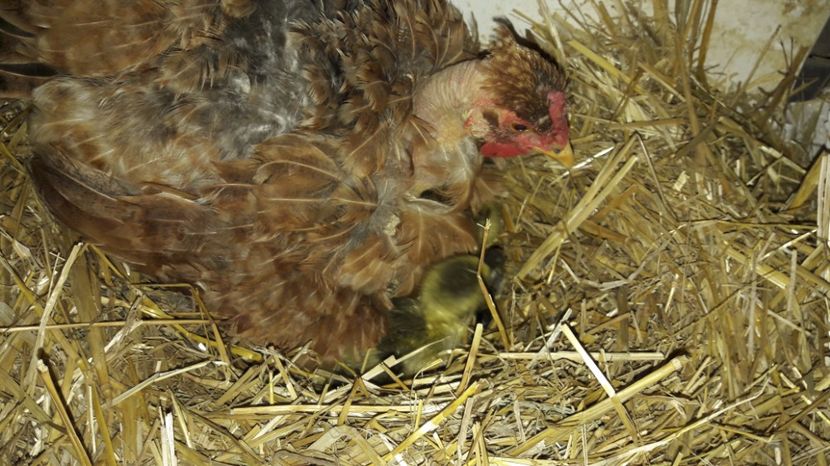  - 3 Boboci de gasca Africana 2017