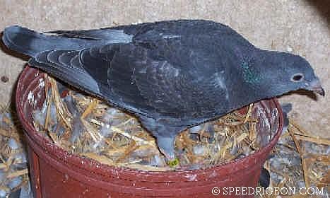 30_Day_Old_baby_racing_pigeon