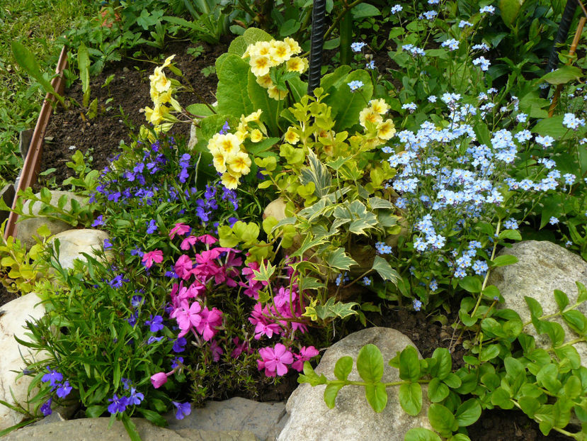 Lobelia, phlox Early Spring,Primule si Myosotis - 2017 Mai_Gradina