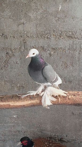 IMG-20170403-WA0009 - Calugari Saxoni