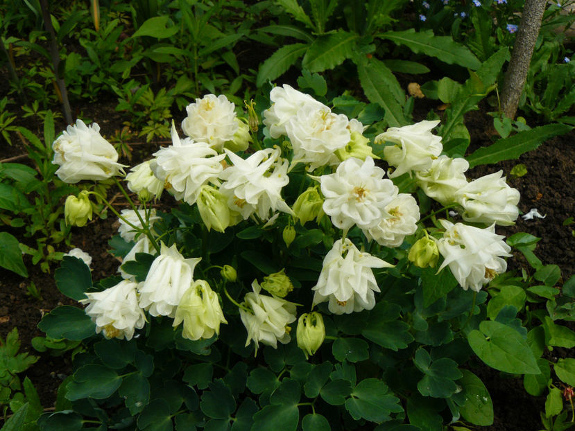 1 Mai Aquilegia Winky white - 2017 Aprilie_Idilic Garden