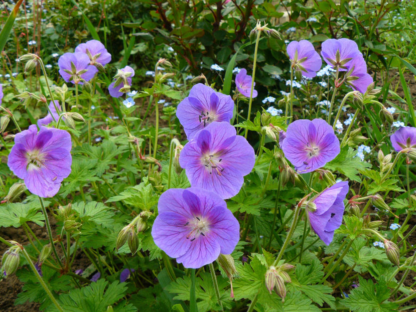 Geranium Hymalaiensis - 2017 Aprilie_Idilic Garden