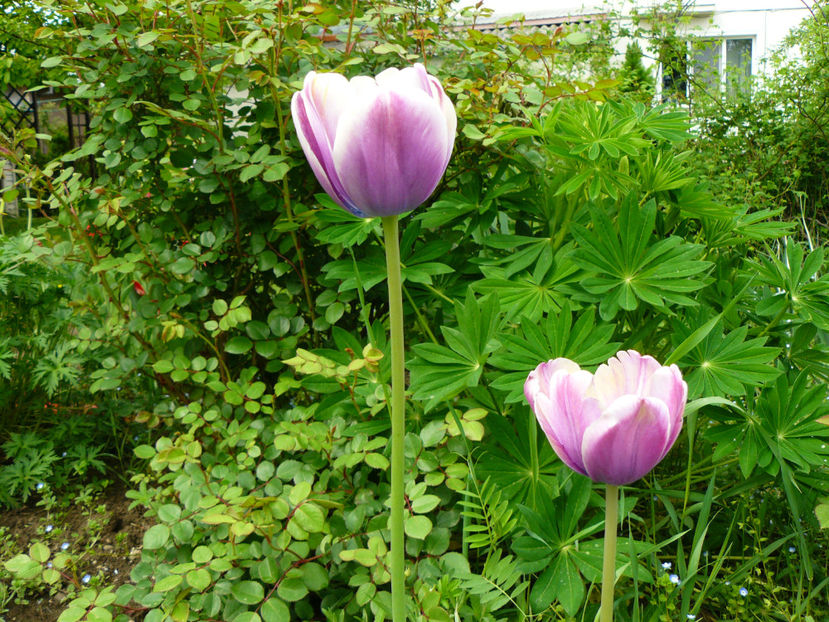 Atlantis tulips - 2017 Aprilie_Idilic Garden