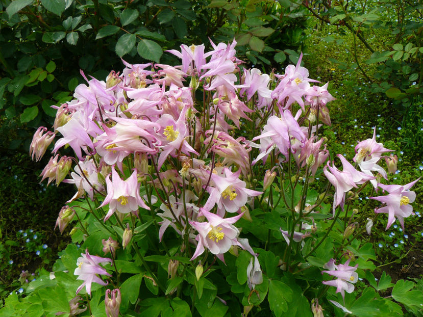 Aquilegia - 2017 Aprilie_Idilic Garden