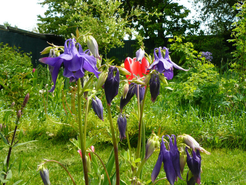 Aquilegia - 2017 Aprilie_Idilic Garden