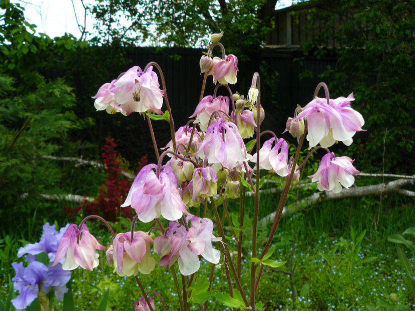 Aquilegia Pink and white - 2017 Aprilie_Idilic Garden