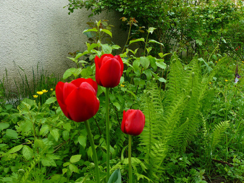 1 Mai Ille de France - 2017 Aprilie_Idilic Garden