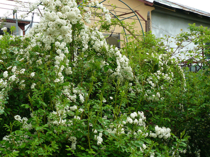 Spireea Vanhutei - 2017 Aprilie_Idilic Garden