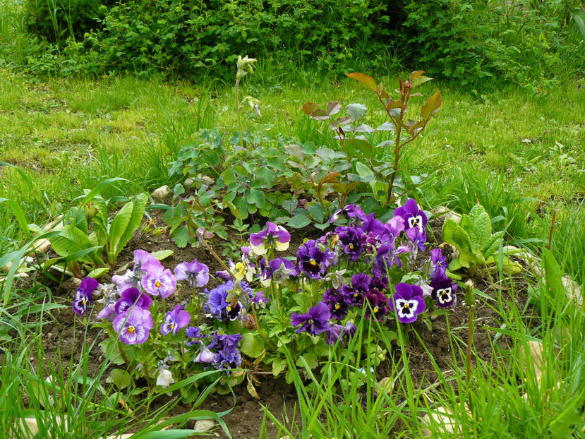 Panselute - 2017 Aprilie_Idilic Garden