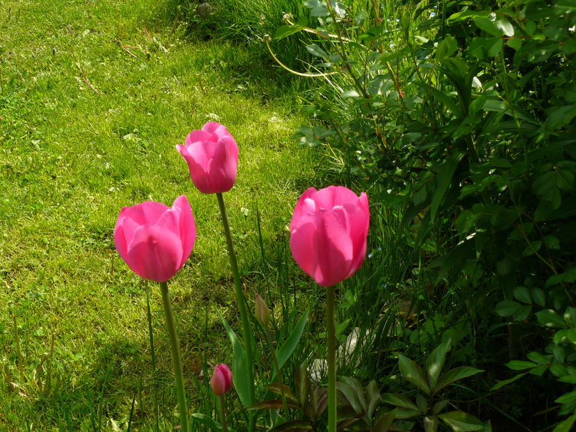 Barcelona - 2017 Aprilie_Idilic Garden