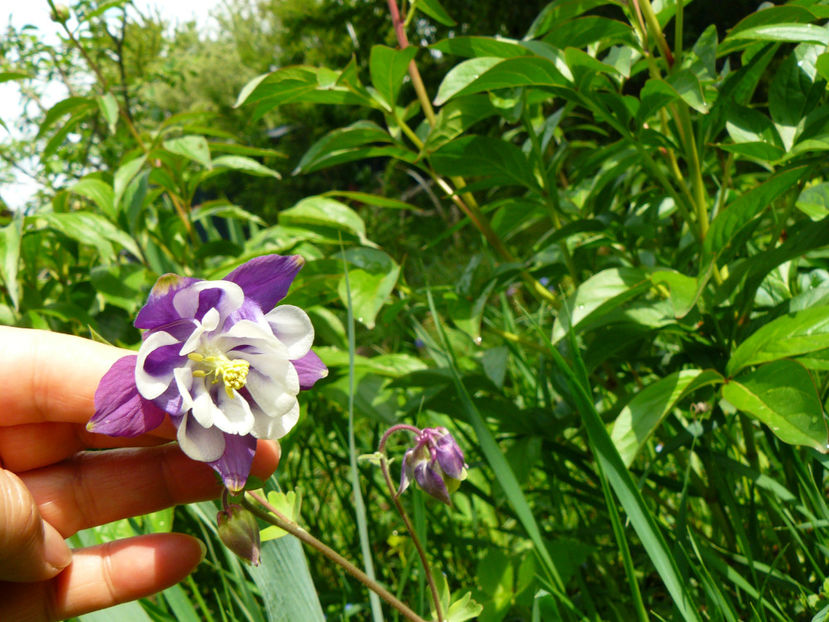 P1270189 - 2017 Aprilie_Idilic Garden