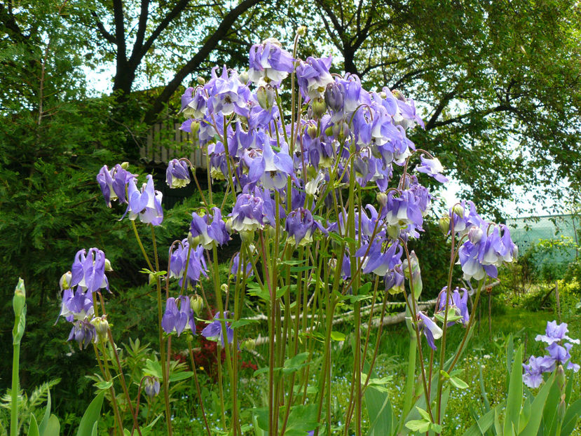 P1270195 - 2017 Aprilie_Idilic Garden