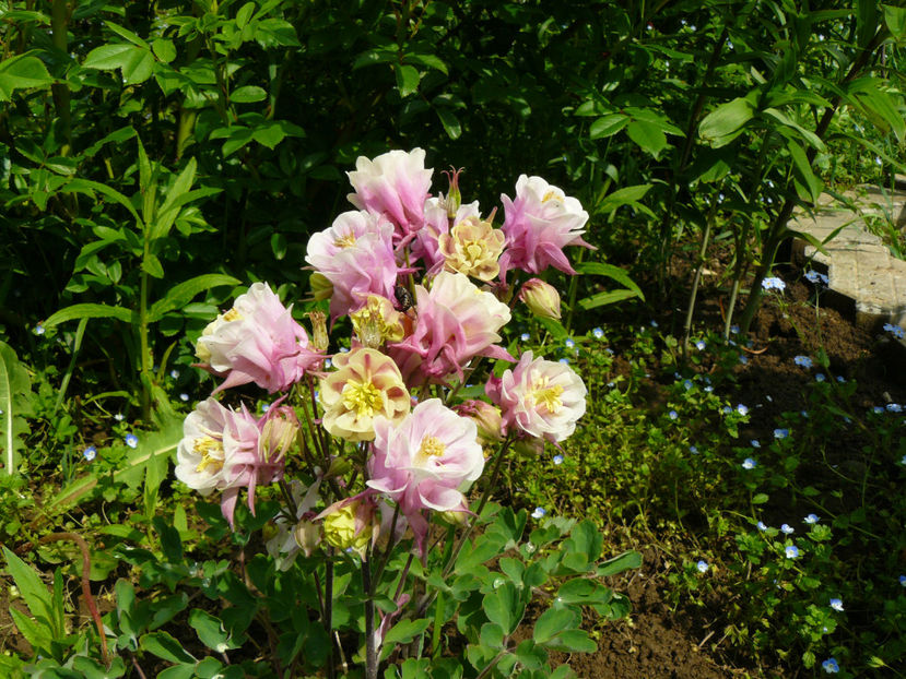 P1270199 - 2017 Aprilie_Idilic Garden