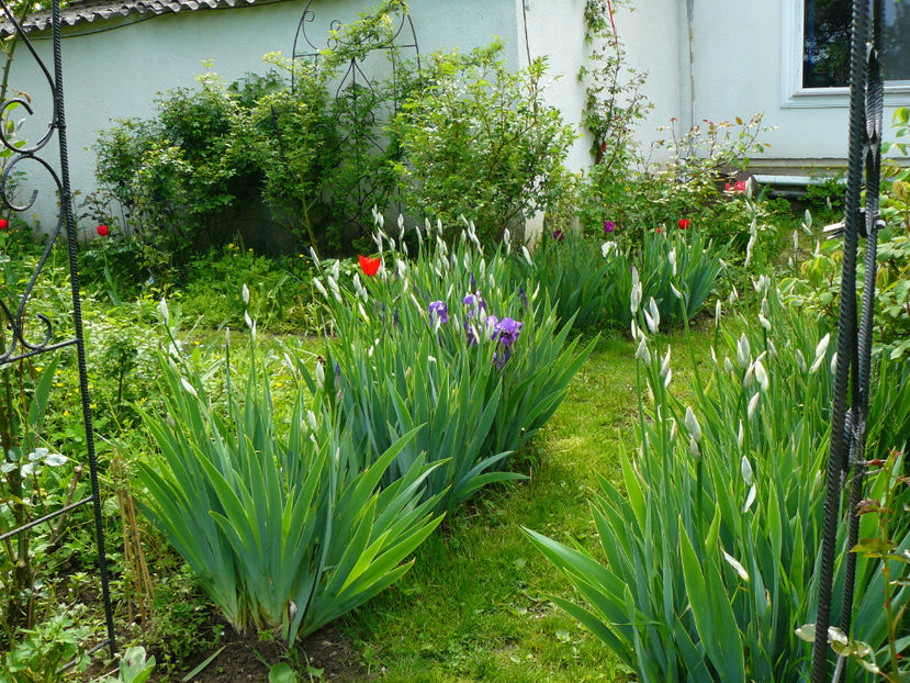 P1270218 - 2017 Aprilie_Idilic Garden
