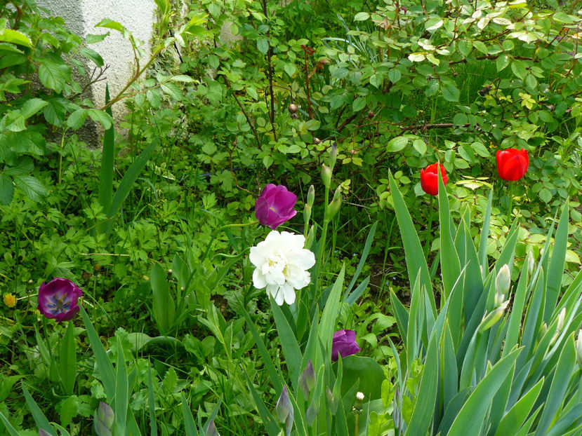P1270221 - 2017 Aprilie_Idilic Garden
