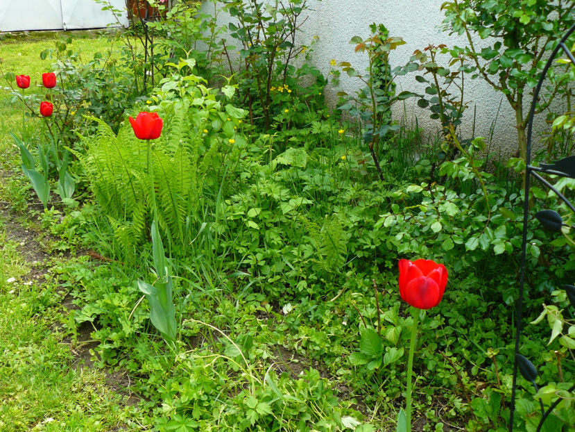 Ille de France tulips - 2017 Aprilie_Idilic Garden