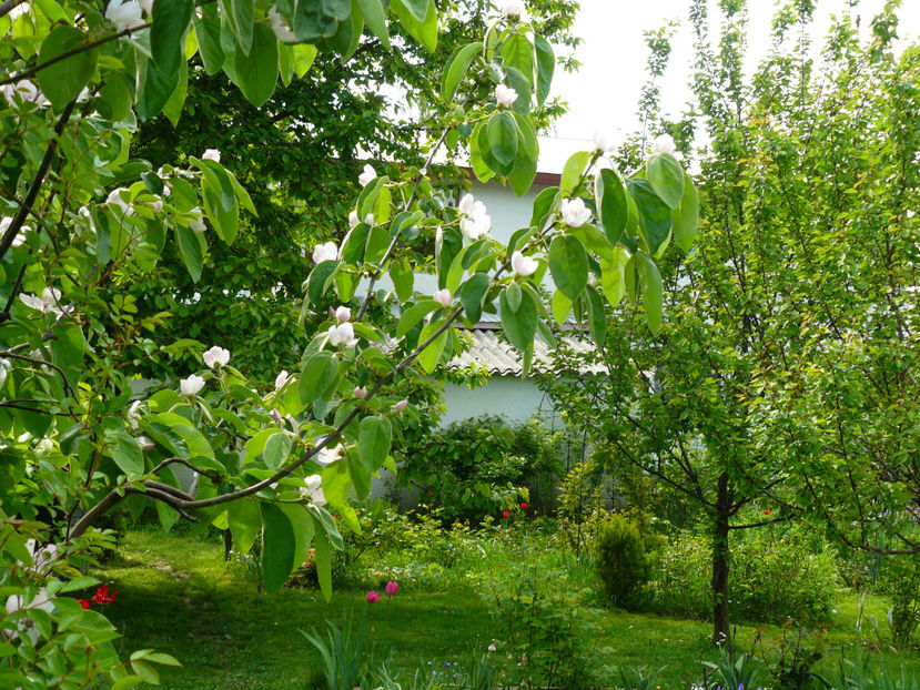 Gutuiul a inflorit ! - 2017 Aprilie_Idilic Garden