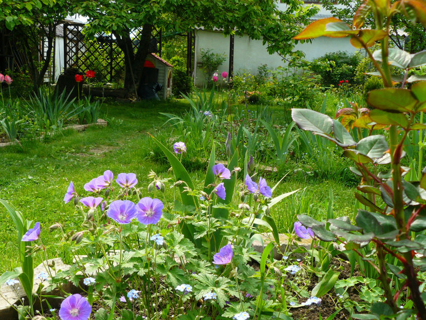 Poiana ciresului - 2017 Aprilie_Idilic Garden