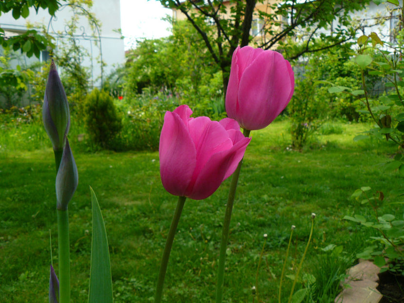 Poiana caisului - 2017 Aprilie_Idilic Garden