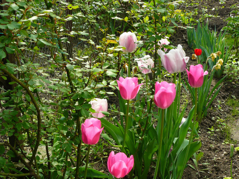 Don Quijotte si Olioulles - 2017 Aprilie_Idilic Garden