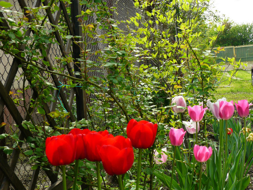 Ille de France , Don Quijotte si Olioulles - 2017 Aprilie_Idilic Garden