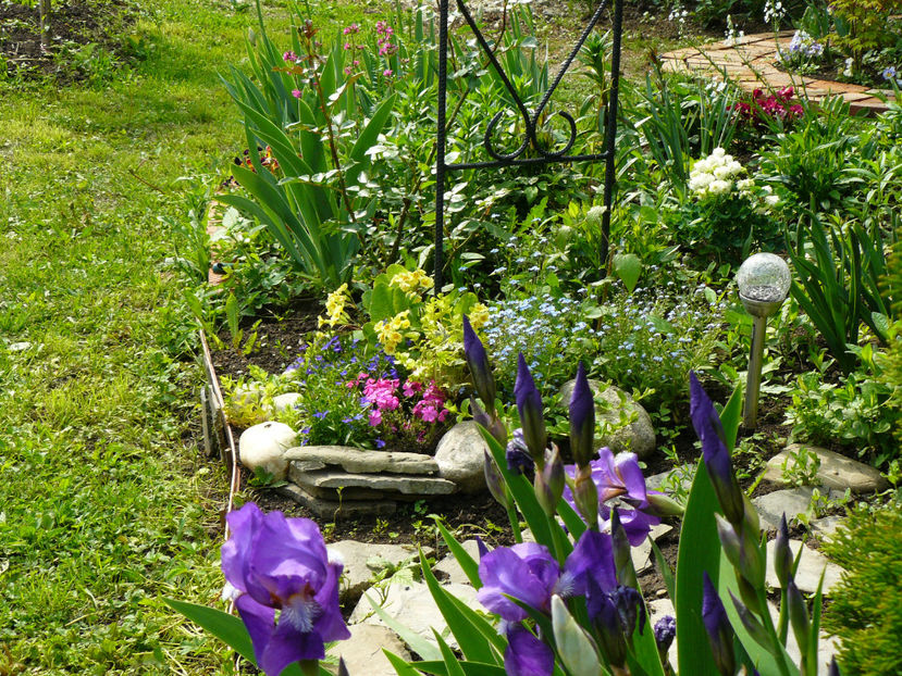 Irisi intermediata - 2017 Aprilie_Idilic Garden