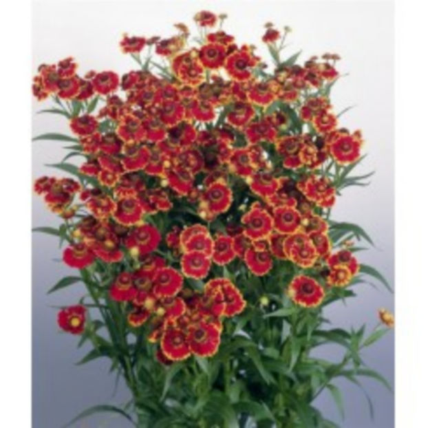 helenium-autumnale-helena-red-shades-g-9 - c- achizitii 2017