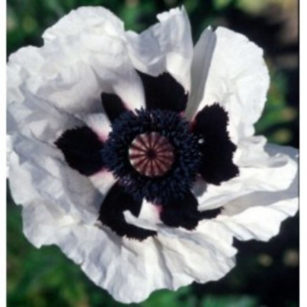 papaver-orientale-royal-wedding-g-9 - c- achizitii 2017