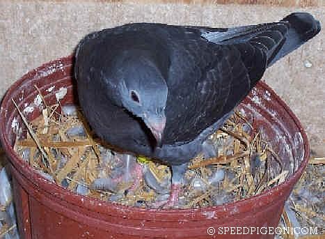 31_Day_Old_baby_racing_pigeon - evolutia unui pui de voiajor in 31 zile