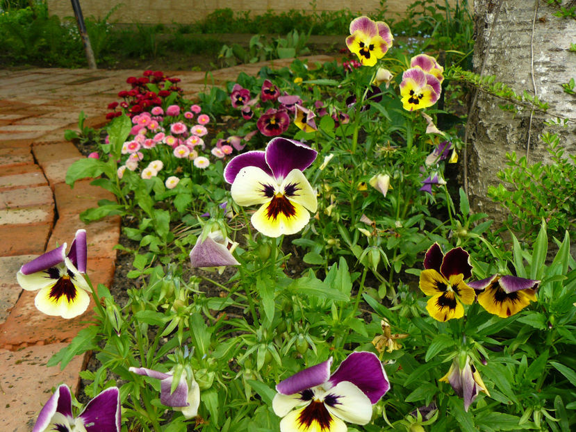 Panselute - 2017 Mai_Gradina