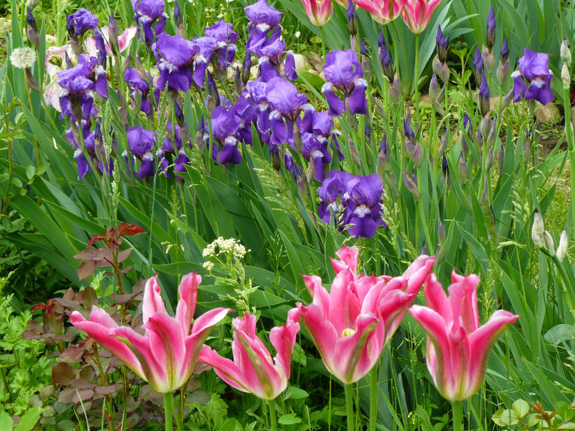 Virichic si Irisi Intermediata - 2017 Mai_Gradina