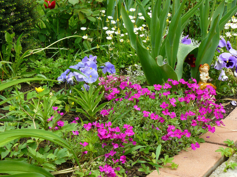 Panselute si saxifraga - 2017 Mai_Gradina