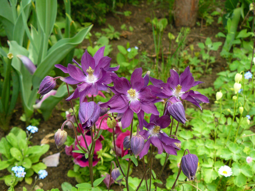 Aquilegia - 2017 Mai_Gradina