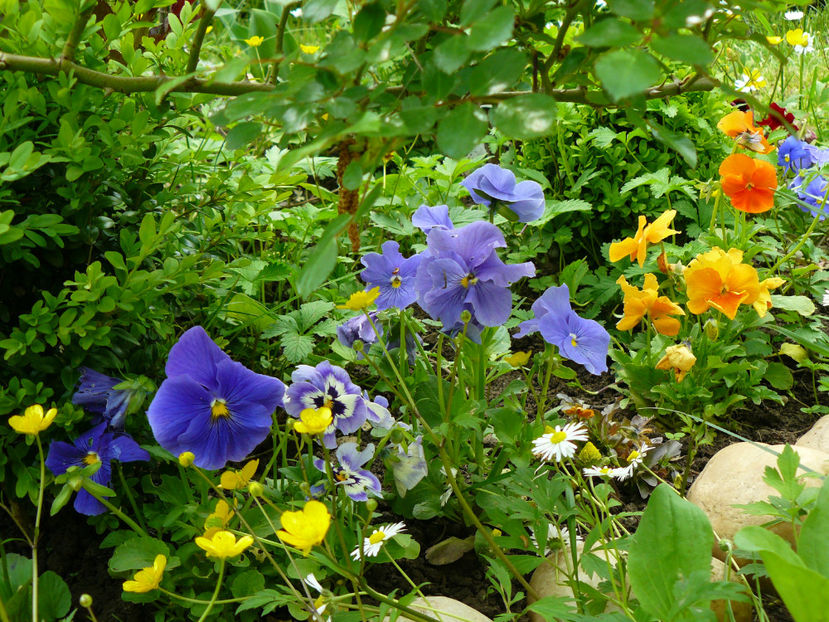 Panselute - 2017 Mai_Gradina