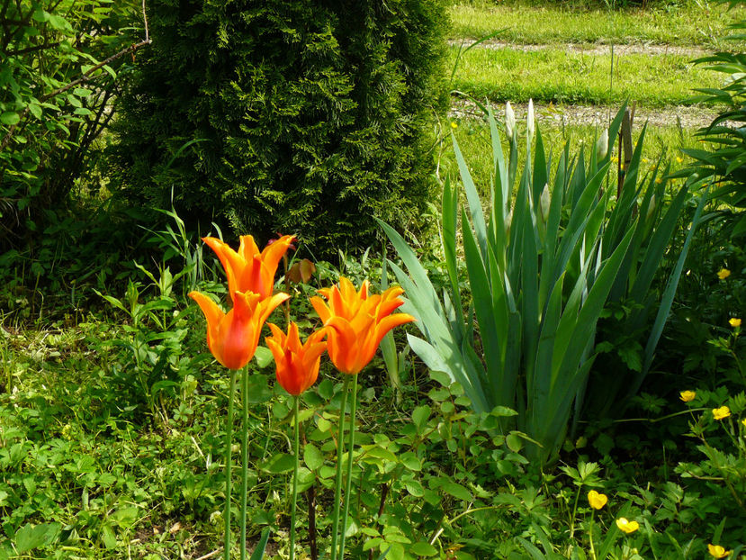 Fosteriana Orange Emperor - 2017 Mai_Gradina