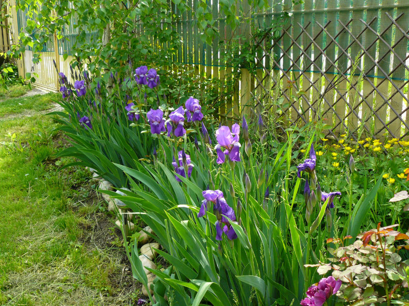 Irisi Intermediata - 2017 Mai_Gradina