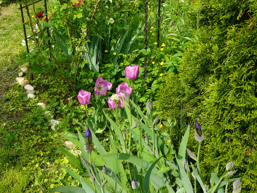 Alibi tulips - 2017 Mai_Gradina