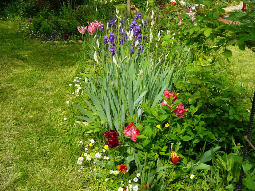 Tulips Belfort si Irisi intermediata - 2017 Mai_Gradina