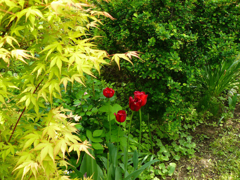 Acer KAtsura si Ille de France - 2017 Mai_Gradina